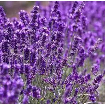 Lavender Flower